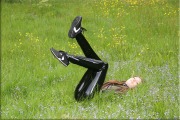 black039